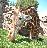 Dieren Giraffen Icon plaatjes 