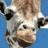 Dieren Giraffen Icon plaatjes 
