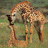 Dieren Giraffen Icon plaatjes 