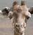 Dieren Giraffen Icon plaatjes 