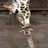 Dieren Giraffen Icon plaatjes 