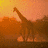 Dieren Giraffen Icon plaatjes 
