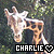 Dieren Giraffen Icon plaatjes 