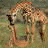 Dieren Giraffen Icon plaatjes 