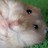 Dieren Hamsters Icon plaatjes 