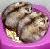 Dieren Hamsters Icon plaatjes 