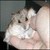 Dieren Hamsters Icon plaatjes 