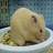 Dieren Hamsters Icon plaatjes 