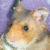 Dieren Hamsters Icon plaatjes 