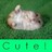 Dieren Hamsters Icon plaatjes 