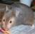 Dieren Hamsters Icon plaatjes 