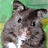 Dieren Hamsters Icon plaatjes 