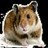 Dieren Hamsters Icon plaatjes 