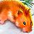 Dieren Hamsters Icon plaatjes 