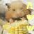 Dieren Hamsters Icon plaatjes 