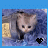 Dieren Icon plaatjes Katten en poezen 