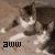 Dieren Icon plaatjes Katten en poezen 