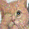 Dieren Icon plaatjes Katten en poezen 