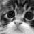 Dieren Icon plaatjes Katten en poezen 