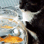 Dieren Icon plaatjes Katten en poezen 
