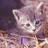 Dieren Icon plaatjes Katten en poezen 