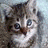 Dieren Icon plaatjes Katten en poezen 