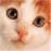 Dieren Icon plaatjes Katten en poezen 