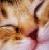 Dieren Icon plaatjes Katten en poezen 
