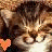 Dieren Icon plaatjes Katten en poezen 