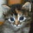 Dieren Icon plaatjes Katten en poezen 