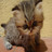 Dieren Icon plaatjes Katten en poezen 