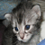 Dieren Icon plaatjes Katten en poezen 
