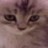 Dieren Icon plaatjes Katten en poezen Kat