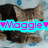 Dieren Icon plaatjes Katten en poezen 