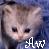 Dieren Icon plaatjes Katten en poezen 
