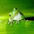 Dieren Kikkers Icon plaatjes 