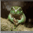 Dieren Kikkers Icon plaatjes 