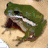 Dieren Kikkers Icon plaatjes 