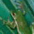 Dieren Kikkers Icon plaatjes 