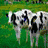 Dieren Icon plaatjes Koe 