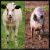 Dieren Icon plaatjes Koe 