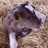 Dieren Icon plaatjes Koe 