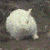 Dieren Konijnen Icon plaatjes 