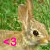 Dieren Konijnen Icon plaatjes 