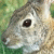 Dieren Konijnen Icon plaatjes 