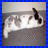 Dieren Konijnen Icon plaatjes 