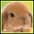 Dieren Konijnen Icon plaatjes 