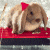 Dieren Konijnen Icon plaatjes 