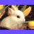 Dieren Konijnen Icon plaatjes 