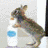 Dieren Konijnen Icon plaatjes 